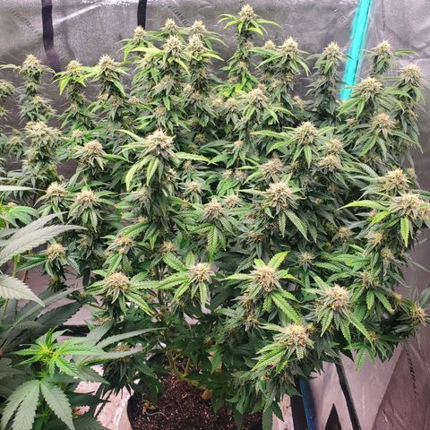 Vanilla Drip 1🍦 [6/24] growlog timeline photo