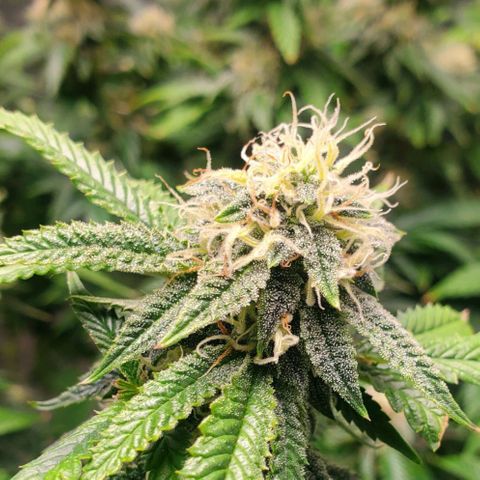 Vanilla Drip 1🍦 [6/24] growlog timeline photo