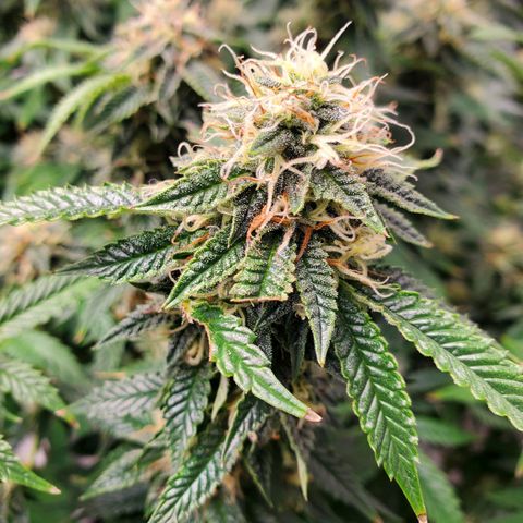 Vanilla Drip 1🍦 [6/24] growlog timeline photo
