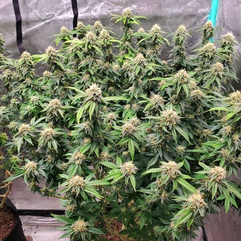Vanilla Drip 1🍦 [6/24] growlog timeline photo