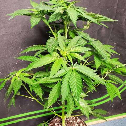 Pineapple Upside Down Cake 🍍 out growlog timeline photo