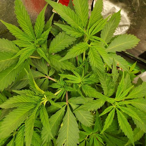 Pineapple Upside Down Cake 🍍 out growlog timeline photo