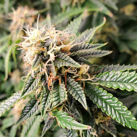 Vanilla Drip 1🍦 [6/24] growlog timeline photo