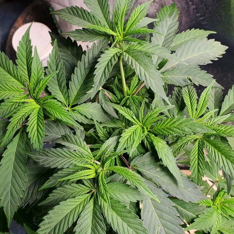 Pineapple Upside Down Cake 🍍 out growlog timeline photo