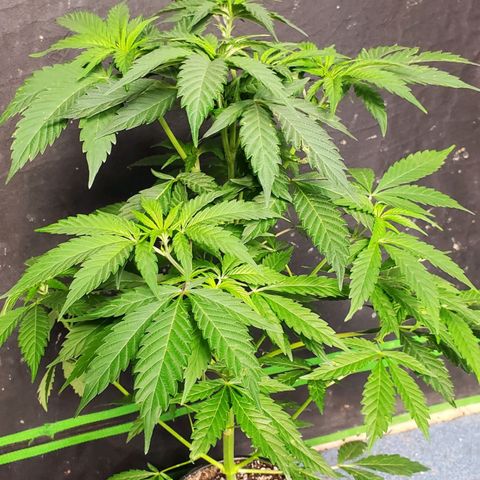 Pineapple Upside Down Cake 🍍 out growlog timeline photo