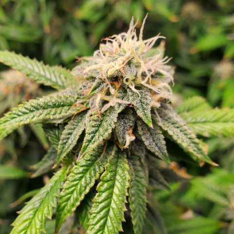 Vanilla Drip 1🍦 [6/24] growlog timeline photo