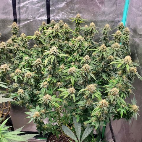 Vanilla Drip 1🍦 [6/24] growlog timeline photo