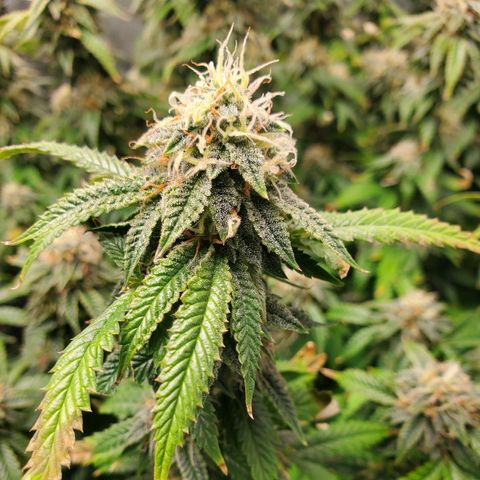Vanilla Drip 1🍦 [6/24] growlog timeline photo
