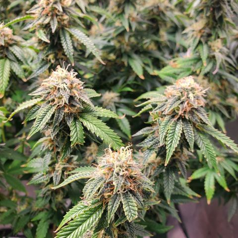 Vanilla Drip 1🍦 [6/24] growlog timeline photo