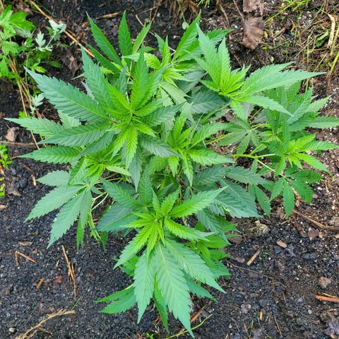 Pineapple Upside Down Cake 🍍 out growlog timeline photo