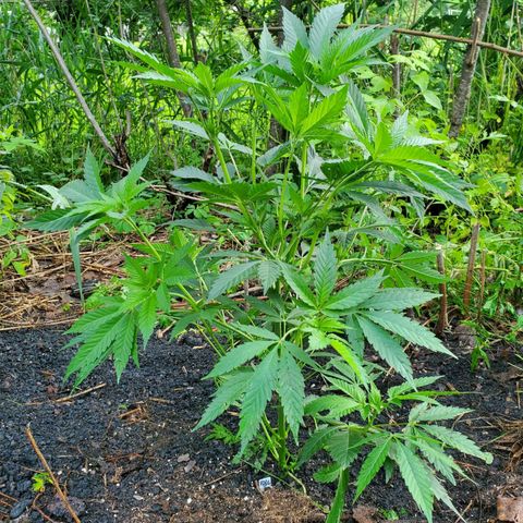 Pineapple Upside Down Cake 🍍 out growlog timeline photo