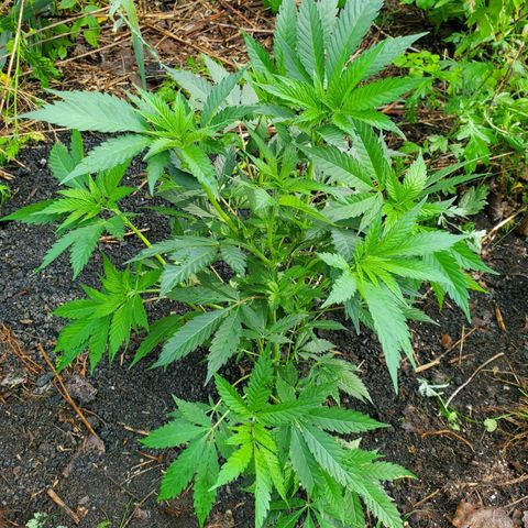 Pineapple Upside Down Cake 🍍 out growlog timeline photo