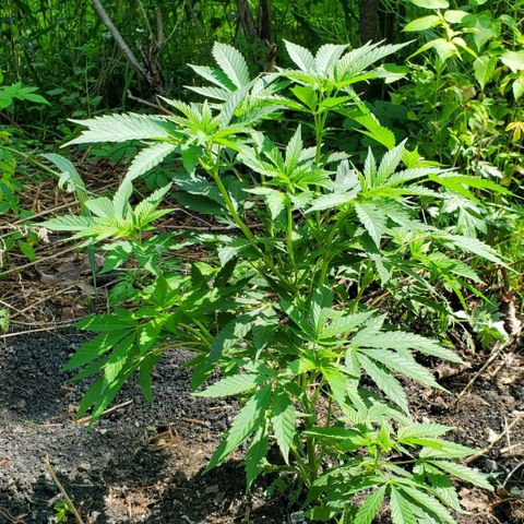 Pineapple Upside Down Cake 🍍 out growlog timeline photo
