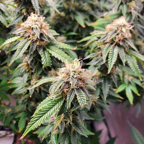Vanilla Drip 1🍦 [6/24] growlog timeline photo