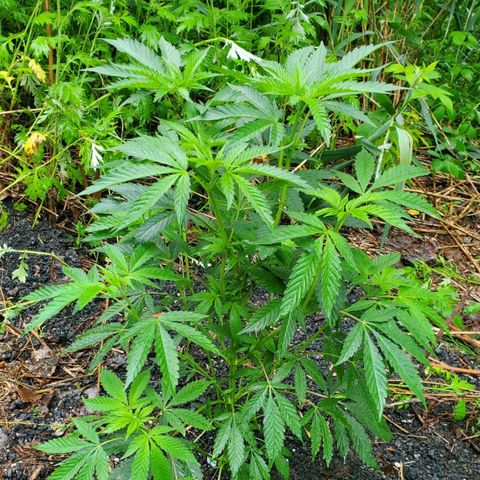 Pineapple Upside Down Cake 🍍 out growlog timeline photo