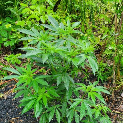 Pineapple Upside Down Cake 🍍 out growlog timeline photo
