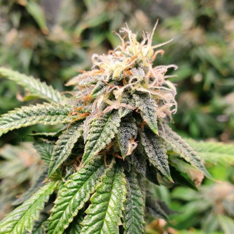 Vanilla Drip 1🍦 [6/24] growlog timeline photo
