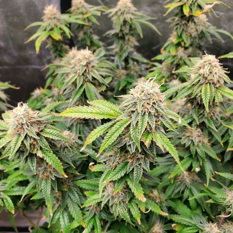 Vanilla Drip 1🍦 [6/24] growlog timeline photo