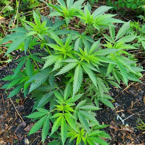 Pineapple Upside Down Cake 🍍 out growlog timeline photo