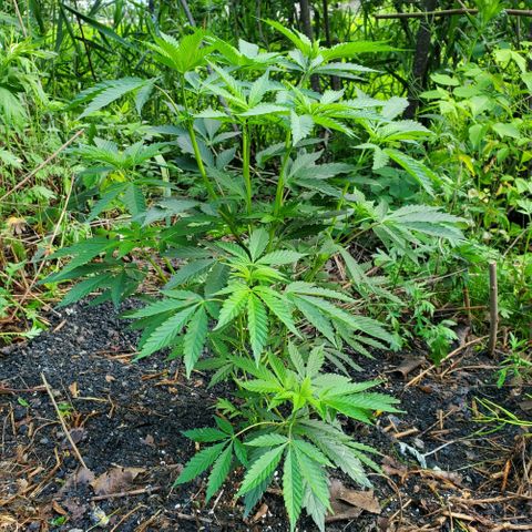 Pineapple Upside Down Cake 🍍 out growlog timeline photo