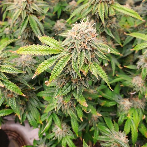 Vanilla Drip 1🍦 [6/24] growlog timeline photo