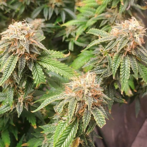 Vanilla Drip 1🍦 [6/24] growlog timeline photo