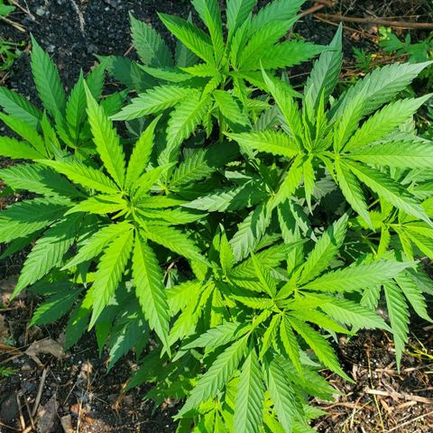 Pineapple Upside Down Cake 🍍 out growlog timeline photo