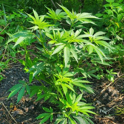 Pineapple Upside Down Cake 🍍 out growlog timeline photo