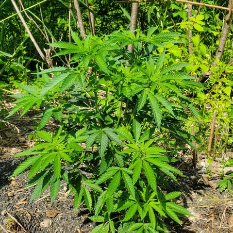Pineapple Upside Down Cake 🍍 out growlog timeline photo