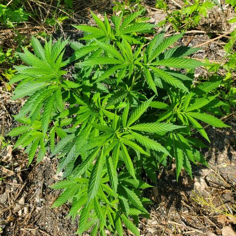 Pineapple Upside Down Cake 🍍 out growlog timeline photo