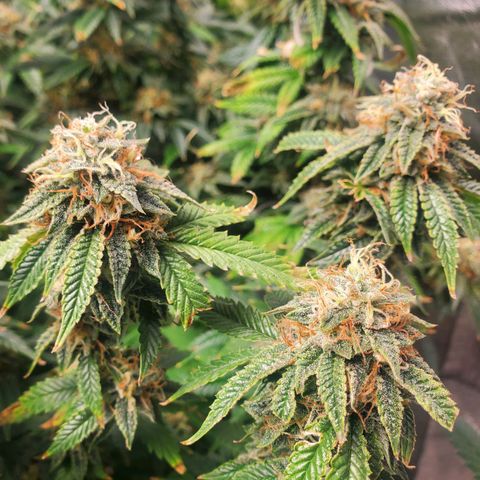 Vanilla Drip 1🍦 [6/24] growlog timeline photo