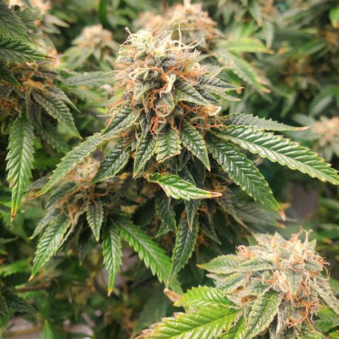 Vanilla Drip 1🍦 [6/24] growlog timeline photo