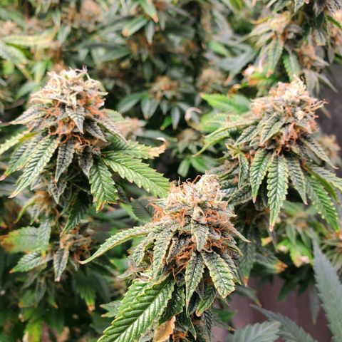 Vanilla Drip 1🍦 [6/24] growlog timeline photo