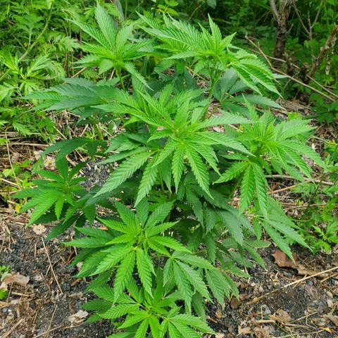 Pineapple Upside Down Cake 🍍 out growlog timeline photo
