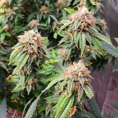 Vanilla Drip 1🍦 [6/24] growlog timeline photo