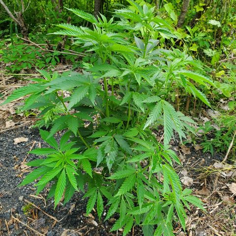 Pineapple Upside Down Cake 🍍 out growlog timeline photo