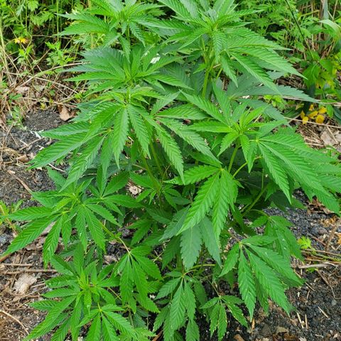 Pineapple Upside Down Cake 🍍 out growlog timeline photo