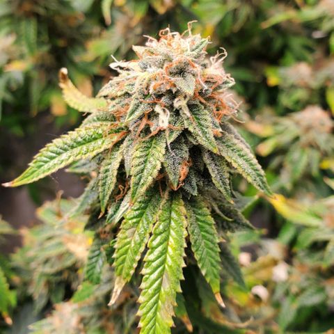 Vanilla Drip 1🍦 [6/24] growlog timeline photo