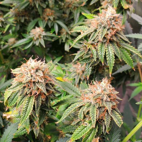 Vanilla Drip 1🍦 [6/24] growlog timeline photo