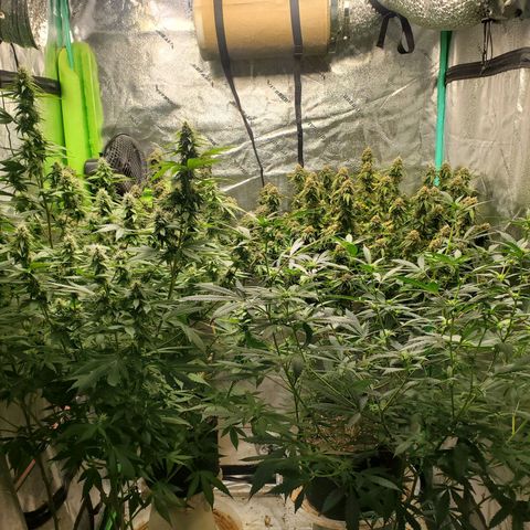 Vanilla Drip 1🍦 [6/24] growlog timeline photo