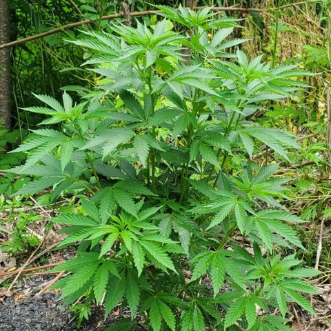 Pineapple Upside Down Cake 🍍 out growlog timeline photo