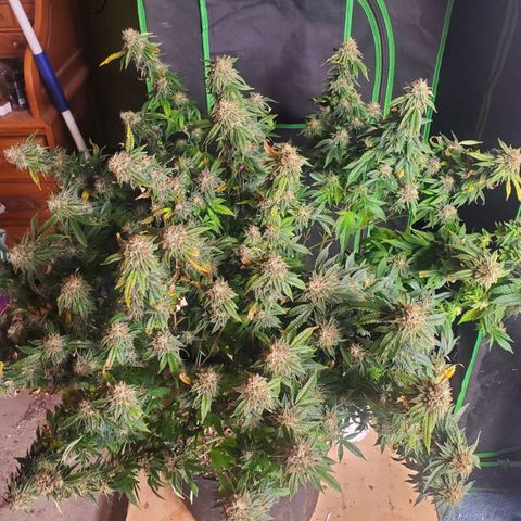 Vanilla Drip 1🍦 [6/24] growlog timeline photo