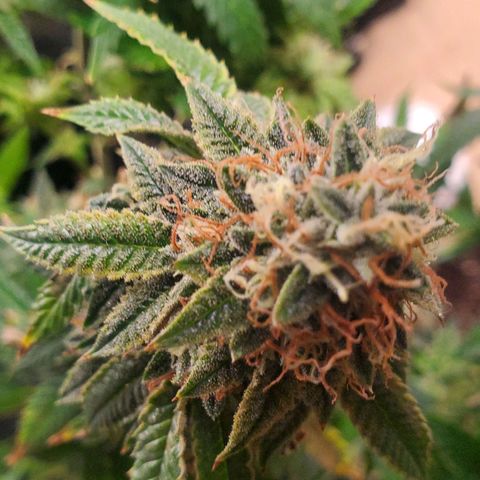 Vanilla Drip 1🍦 [6/24] growlog timeline photo