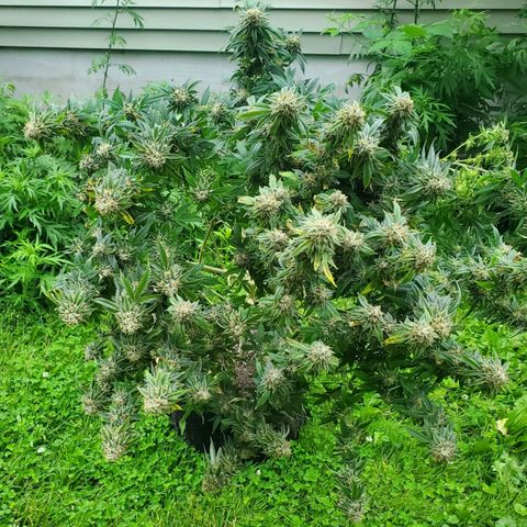Vanilla Drip 1🍦 [6/24] growlog timeline photo