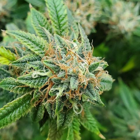 Vanilla Drip 1🍦 [6/24] growlog timeline photo