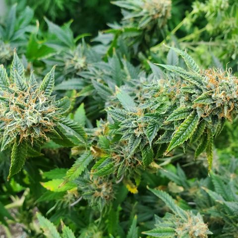 Vanilla Drip 1🍦 [6/24] growlog timeline photo