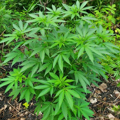Pineapple Upside Down Cake 🍍 out growlog timeline photo