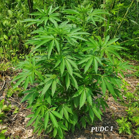 Pineapple Upside Down Cake 🍍 out growlog timeline photo