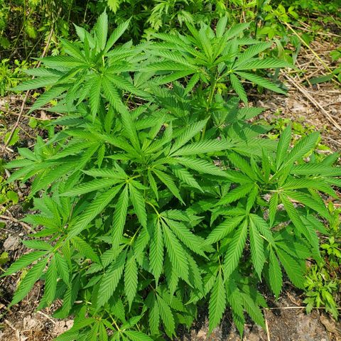 Pineapple Upside Down Cake 🍍 out growlog timeline photo