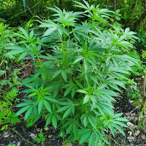 Pineapple Upside Down Cake 🍍 out growlog timeline photo